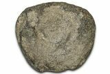 Fossil Dinosaur Vertebra Centrum - Montana #326468-1